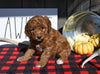F1B Mini Goldendoodle For Sale Millersburg OH Male-Argo