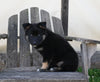 German/ Husky For Sale Perrysville OH Male-Ace