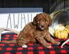 F1B Mini Goldendoodle For Sale Millersburg OH Male-Argo