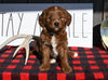 F1B Mini Goldendoodle For Sale Millersburg OH Male-Tuck