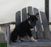 German/ Husky For Sale Perrysville OH Female-Penny