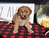 F1B Mini Goldendoodle For Sale Millersburg OH Male-Dixon