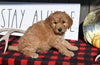 F1B Mini Goldendoodle For Sale Millersburg OH Male-Dixon