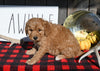 F1B Mini Goldendoodle For Sale Millersburg OH Male-Dixon