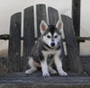 German/ Husky For Sale Perrysville OH Male-Jax