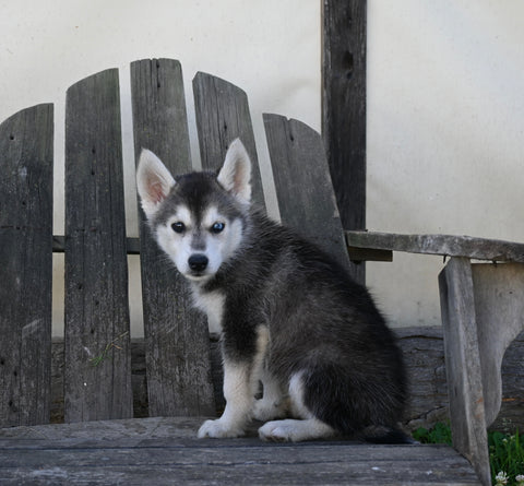 German/ Husky For Sale Perrysville OH Male-Jax