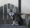 German/ Husky For Sale Perrysville OH Male-Jax