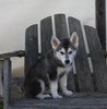 German/ Husky For Sale Perrysville OH Male-Jax