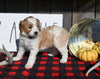 F1B Mini Goldendoodle For Sale Millersburg OH Female-Sophie