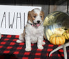 F1B Mini Goldendoodle For Sale Millersburg OH Female-Sophie