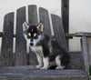 German/ Husky For Sale Perrysville OH Female-Lola