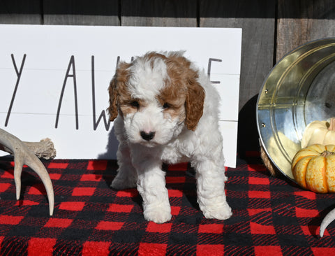 F1B Mini Goldendoodle For Sale Millersburg OH Female-Poppy