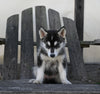 German/ Husky For Sale Perrysville OH Female-Lola