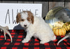 F1B Mini Goldendoodle For Sale Millersburg OH Female-Poppy