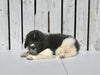 AKC Registered Newfoundland For Sale Millersburg OH Female-Molly