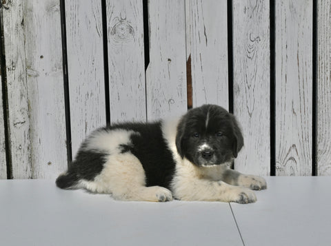 AKC Registered Newfoundland For Sale Millersburg OH Female-Molly