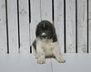 AKC Registered Newfoundland For Sale Millersburg OH Female-Molly
