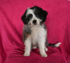 Mini Aussiedoodle For Sale Applecreek OH Female-Izzy