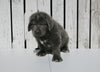 AKC Registered Newfoundland For Sale Millersburg OH Male-Teddy