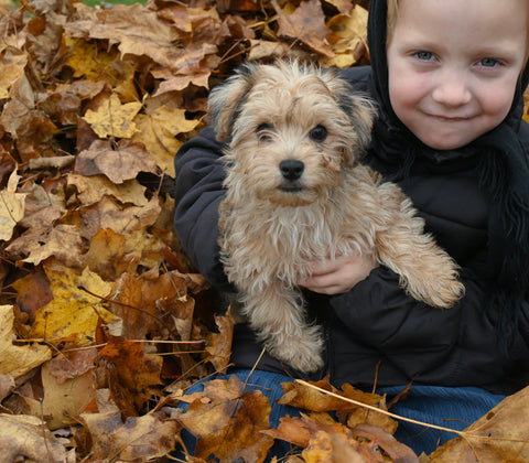 Yorkiepoo For Sale Millersburg OH Female-Mia