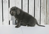 AKC Registered Newfoundland For Sale Millersburg OH Male-Teddy
