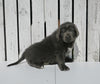 AKC Registered Newfoundland For Sale Millersburg OH Male-Teddy