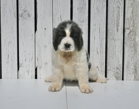 AKC Registered Newfoundland For Sale Millersburg OH Female-Lexi