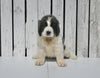 AKC Registered Newfoundland For Sale Millersburg OH Female-Lexi