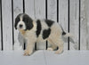 AKC Registered Newfoundland For Sale Millersburg OH Female-Lexi