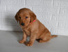 AKC Registered Golden Retriever For Sale Millersburg OH Female-Tanya