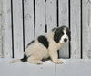 AKC Registered Newfoundland For Sale Millersburg OH Female-Lexi