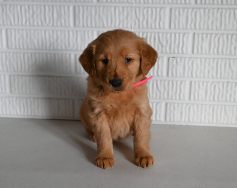 AKC Registered Golden Retriever For Sale Millersburg OH Female-Tanya
