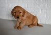 AKC Registered Golden Retriever For Sale Millersburg OH Male-Taylor