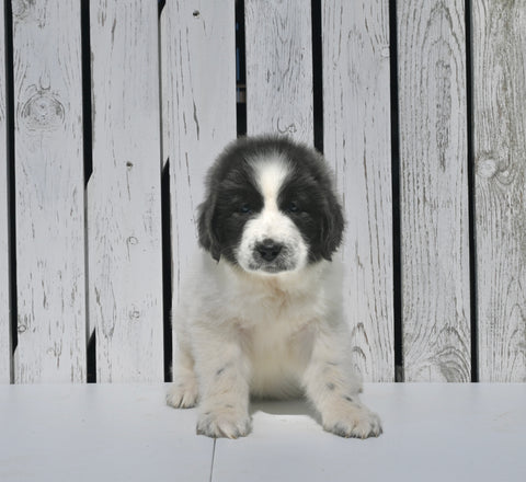 AKC Registered Newfoundland For Sale Millersburg OH Female-Lily