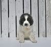 AKC Registered Newfoundland For Sale Millersburg OH Female-Lily