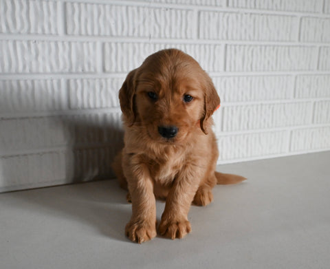 AKC Registered Golden Retriever For Sale Millersburg OH Male-Taylor