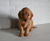 AKC Registered Golden Retriever For Sale Millersburg OH Male-Taylor