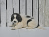 AKC Registered Newfoundland For Sale Millersburg OH Female-Lily