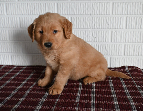 AKC Registered Golden Retriever For Sale Millersburg OH Male-Tyson
