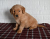 AKC Registered Golden Retriever For Sale Millersburg OH Male-Tyson
