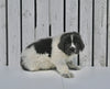 AKC Registered Newfoundland For Sale Millersburg OH Male-Tarzan