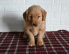 AKC Registered Golden Retriever For Sale Millersburg OH Male-Tyson