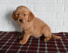 AKC Registered Golden Retriever For Sale Millersburg OH Male-Tucker