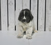 AKC Registered Newfoundland For Sale Millersburg OH Male-Tarzan