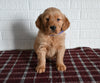 AKC Registered Golden Retriever For Sale Millersburg OH Male-Tucker
