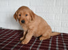AKC Registered Golden Retriever For Sale Millersburg OH Male-Tommy