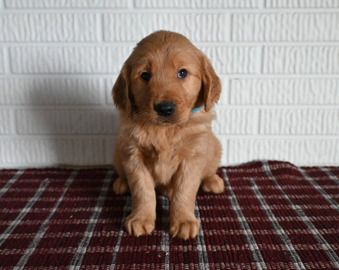 AKC Registered Golden Retriever For Sale Millersburg OH Male-Tommy