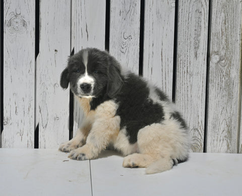 AKC Registered Newfoundland For Sale Millersburg OH Female-Roxie