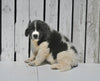 AKC Registered Newfoundland For Sale Millersburg OH Female-Roxie