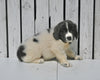 AKC Registered Newfoundland For Sale Millersburg OH Female-Roxie